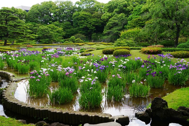 hoa diên vĩ, cẩm tú cầu ở Hoàng cung Tokyo